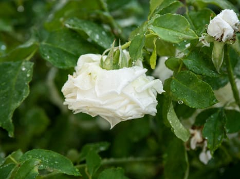 white rose in the garden, close up