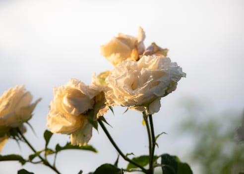 white rose in the garden, close up