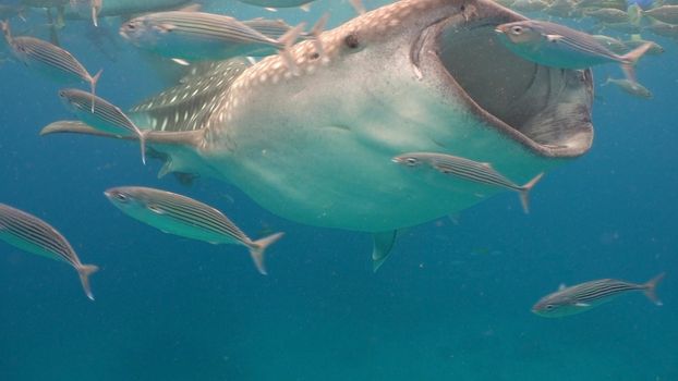 Whale Shark swimming in the clear blue water. Rhincodon typus. Whale shark underwater. Philippines, Oslob.. Wonderful and beautiful underwater world.