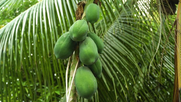 Papaya Fruits of Papaya tree in garden in Philippines. Nature fresh green papaya on tree with fruits