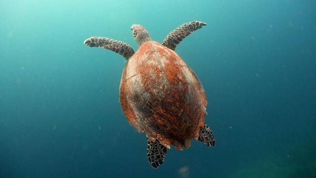 Sea turtle swimming underwater in the sea. Turtle moves its flippers in the ocean under water in the rays of the sun. Wonderful and beautiful underwater world. Diving and snorkeling the tropical sea. Philippines.