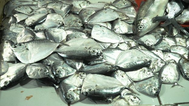 Fresh fish in Asian market. Sale of fresh sea fish in the Asian public store. Sea fish lying on the shopboard at one of the street markets. Philippines.