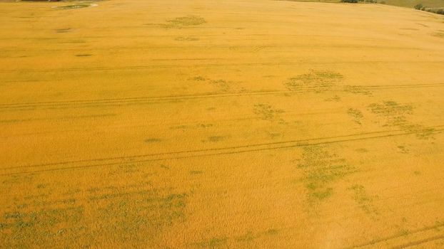 Aerial view wheat field. Golden wheat field. Yellow grain ready for harvest growing in a farm field.