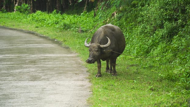 Bull grazing near a rural road and eats green grass. Asian bull eats the grass during a tropical rain.