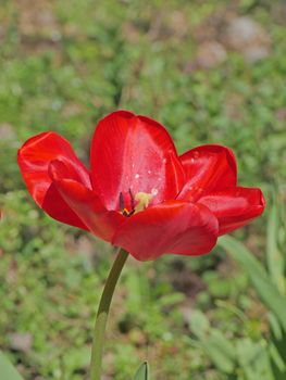 tulip in the garden, macro close up