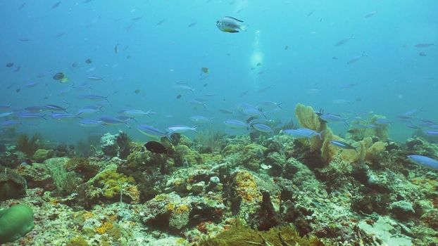 Fish and coral reef. Tropical fish on a coral reef. Wonderful and beautiful underwater world with corals and tropical fish. Hard and soft corals. Diving and snorkeling in the tropical sea. Travel concept.