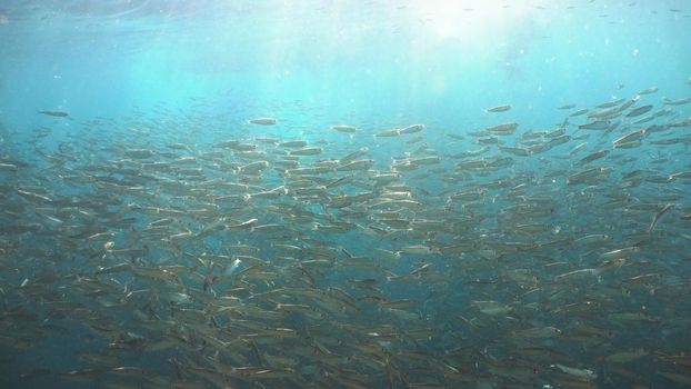 Sardines under water. Shoal sea sardines in the blue water of the ocean. Wonderful and beautiful underwater world with tropical fish. Diving and snorkeling in the tropical sea. Philippines, Moalboal.
