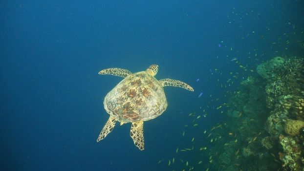 Sea turtle swimming underwater in the sea. Turtle moves its flippers in the ocean under water in the rays of the sun. Wonderful and beautiful underwater world. Diving and snorkeling the tropical sea. Philippines.