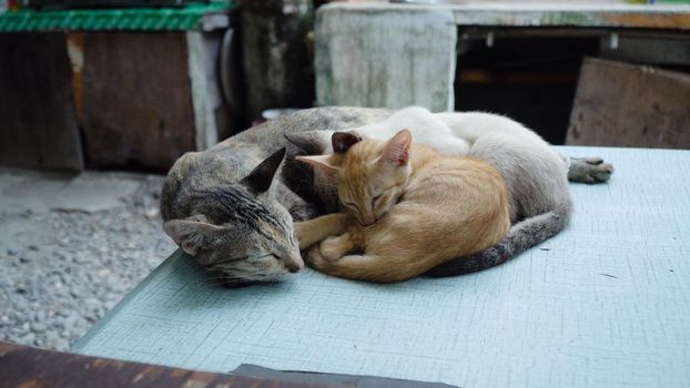 Mother cat with kittens sleeps outside on the table.