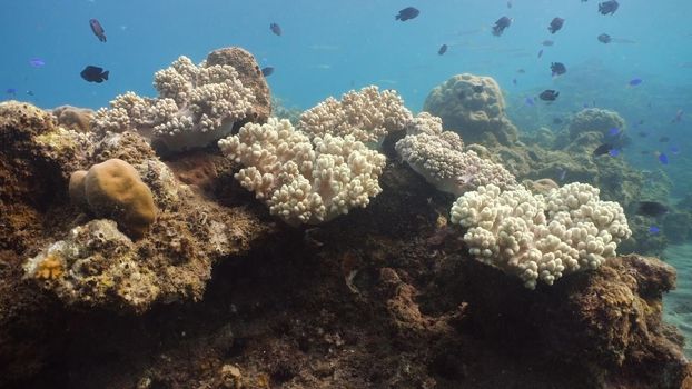 Fish and coral reef. Tropical fish on a coral reef. Wonderful and beautiful underwater world with corals and tropical fish. Hard and soft corals. Diving and snorkeling in the tropical sea. Travel concept.