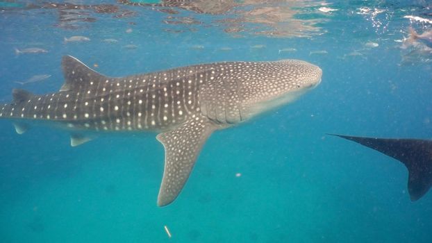 Whale Shark swimming in the clear blue water. Rhincodon typus. Whale shark underwater. Philippines, Oslob.. Wonderful and beautiful underwater world.