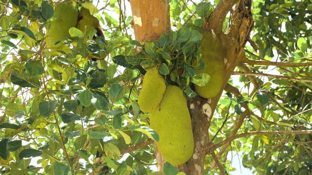 Jackfruit Tree and young Jackfruits. Tree branch full of jack fruits. Philippines,Palawan, Busuanga.