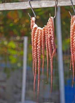 Fresh Octopus drying on a rope, ready to eat