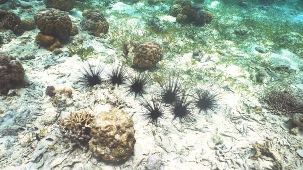 Black sea urchin under water among coral. Wonderful and beautiful underwater world with corals and tropical fish. Diving and snorkeling in the tropical sea. Philippines.