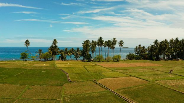 Landscape with rice field and palm trees by the sea. Rice plantations on Camiguin Island, Philippines, aerial view.