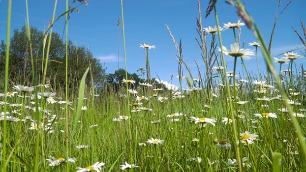 White camomiles on the field in a summer sunny day.