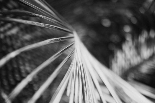 close up black and white photography of palm leaf. High quality photo