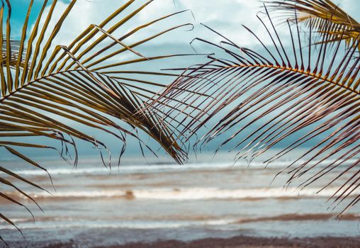 Photography of palm leaf and ocean behind it. High quality photo