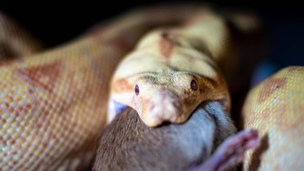 boa constrictor eats a rat. high quality close up photo. High quality photo