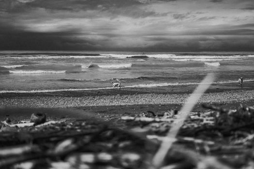 Black and white photography, beach, ocean, two dogs on the beach. High quality photo