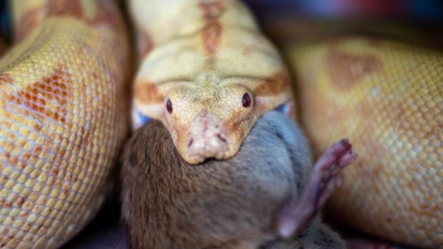 boa constrictor eats a rat. high quality close up photo. High quality photo