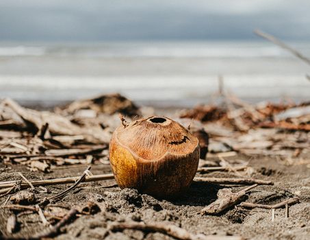 Beautiful photography of coconut on the sand beach of costa rica, ocean background. High quality photo