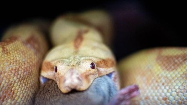 boa constrictor eats a rat. high quality close up photo. High quality photo