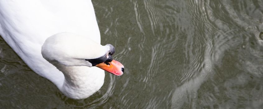 White swan in lake water. Top view. White swan in nature