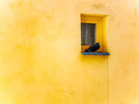 Small black pigeon sitting on windowsill of small window