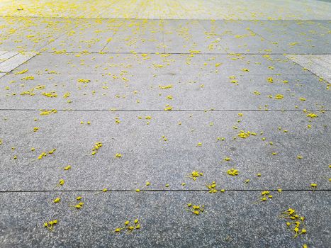 Gray concrete path with colorful flowers and leaves of tree