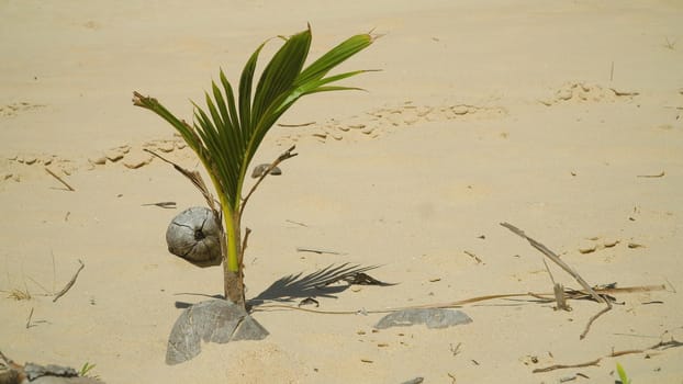 Coconut sprout growing on a tropical beach. Summer and travel vacation concept