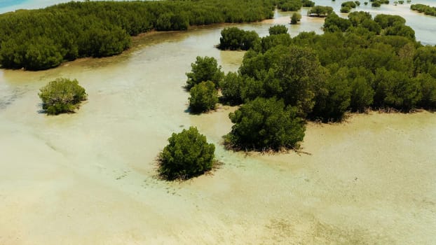 Mangrove trees on coral reef surrounded by sea blue water, top view. Mangrove landscape, Philippines.
