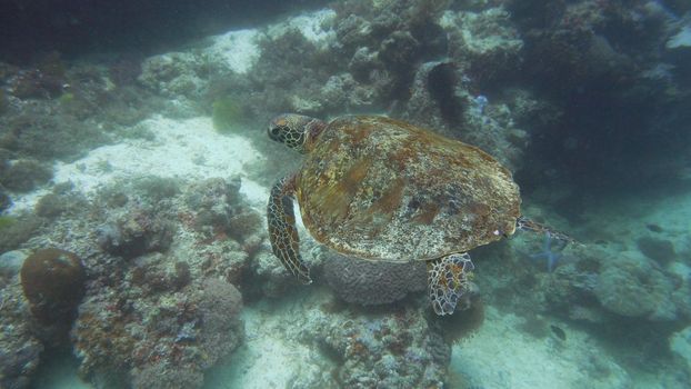 Green sea turtles underwater among corals. Wonderful and beautiful underwater world.