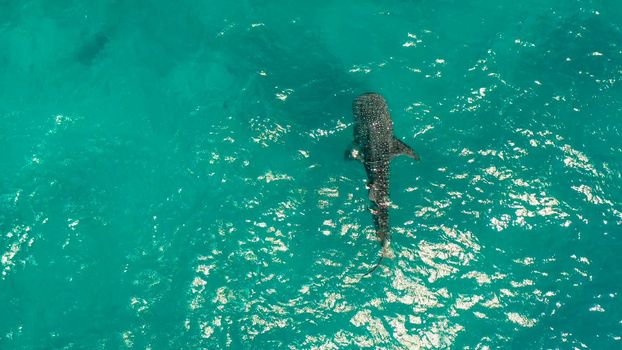 Place to snorkel and scuba drive and whale shark watching, top view, Oslob, Philippines. clean blue ocean and has many local Filipino boats in the sea