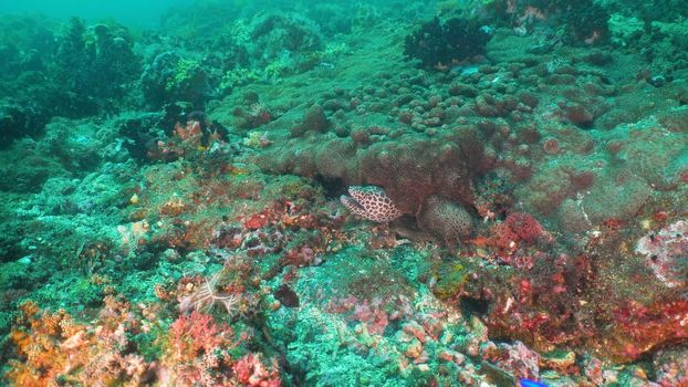 Moray eel on coral reef. Underwater world with corals and tropical fish. Diving and snorkeling in the tropical sea. Travel concept. Bali,Indonesia.
