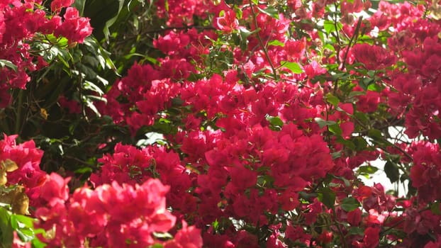 Bougainvillea flowers and bougainvillea plant tree in summer season. Blooming bougainvillea.Magenta bougainvillea flowers