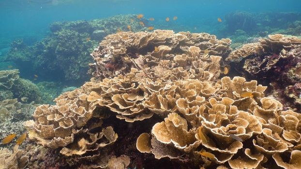 Fish and coral reef. Tropical fish on a coral reef. Wonderful and beautiful underwater world with corals and tropical fish. Hard and soft corals. Diving and snorkeling in the tropical sea. Travel concept.