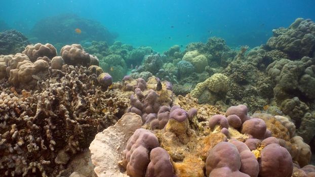 Fish and coral reef. Tropical fish on a coral reef. Wonderful and beautiful underwater world with corals and tropical fish. Hard and soft corals. Diving and snorkeling in the tropical sea. Travel concept.