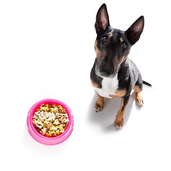 hungry bull terrier dog  behind full   bowl with treats or cookies, isolated on white looking up  to owner