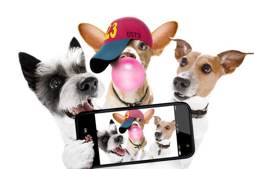 team group row of dogs taking a selfie isolated on white background, smile and happy snapshot