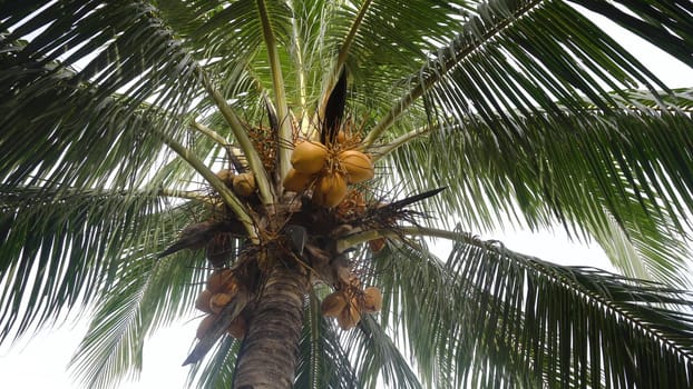 Yellow coconut at tree. Coconuts on a palm tree on a sunny day.