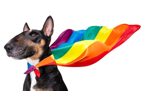 fairy  funny gay bull terrier dog proud of human rights waving  with lgbt rainbow flag and sunglasses , isolated on white background