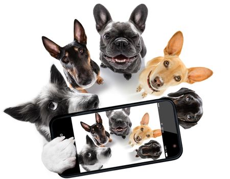 team group row of dogs taking a selfie isolated on white background, smile and happy snapshot