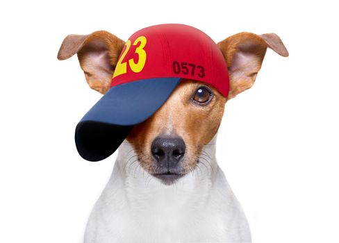 cool casual look jack russell dog wearing a baseball cap or hat , sporty and fit , isolated on white background
