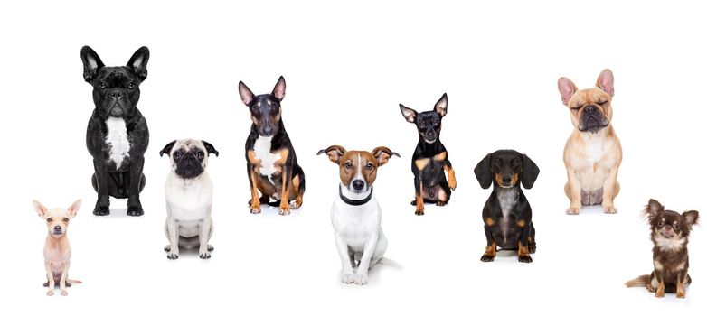 team group row of dogs taking a selfie isolated on white background, smile and happy snapshot