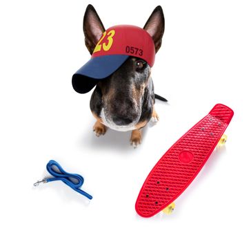 cool casual look bull terrier dog wearing a baseball cap or hat , sporty and fit , isolated on white background on a skateboard, ready for a walk with leash