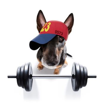 fitness bull terrier dog lifting a heavy big dumbbell, as personal trainer , isolated on white background and a banana fruit