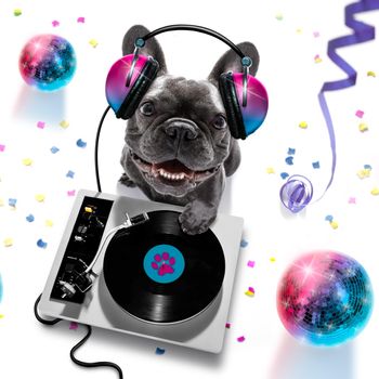 french bulldog  dog playing music in a club with disco ball , isolated on white background, with vinyl record and scratching  turntable