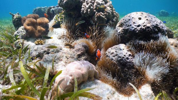 Clown Anemonefish, in their Sea Anemone. Amphiprion percula.Underwater coral garden with anemone and a pair of yellow clownfish. Clown Anemonefish, swimming among the tentacles of its anemone home. Travel concept.