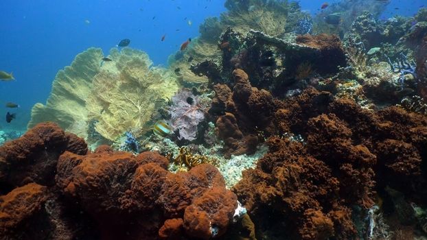Fish and coral reef. Tropical fish on a coral reef. Wonderful and beautiful underwater world with corals and tropical fish. Hard and soft corals. Diving and snorkeling in the tropical sea. Travel concept.